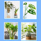 ✨ Solução nutritiva multiusos para plantas — Promove o crescimento e a vitalidade! ✨