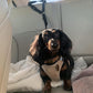 Cinto de segurança para carro e guia de passeio 2 em 1 para cães