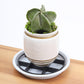 📢📢 50% OFF🌱Root-Saving Pot Riser – elevates planters, promotes airflow, keeps floors clean – for indoor & outdoor use. 🔥🏠